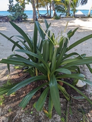 Hymenocallis littoralis