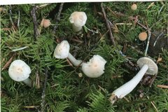 Tricholoma platyphyllum