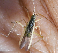 Notostira