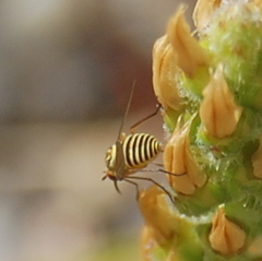 Phthiriinae