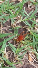 Pachyloides thorellii