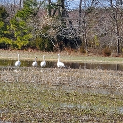 Cygnus columbianus