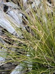 Rhynchospora rariflora