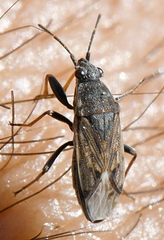 Peritrechus