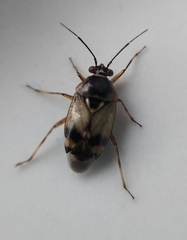 Deraeocoris serenus
