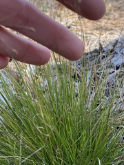 Rhynchospora rariflora