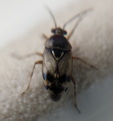 Deraeocoris serenus