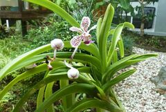 Vanda tricolor