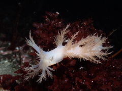 Dendronotus elegans