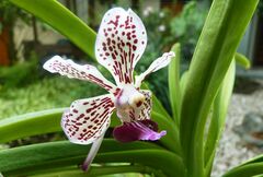 Vanda tricolor