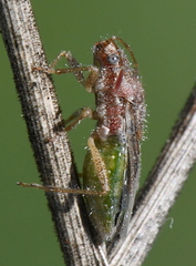 Rhopalus lepidus