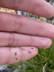 Rhynchospora rariflora