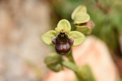 Ophrys bombyliflora