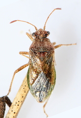 Rhopalus lepidus