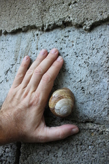 Helix pomatia