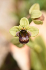 Ophrys bombyliflora