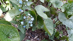 Brunnera sibirica