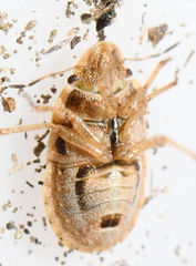 Sciocoris cursitans