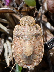 Sciocoris cursitans