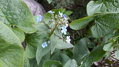 Brunnera sibirica