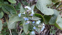 Brunnera sibirica