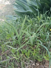 Iris atropurpurea