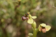 Ophrys bombyliflora