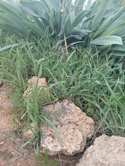 Iris atropurpurea