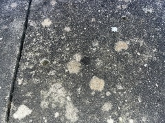 Protoblastenia rupestris