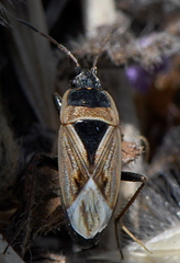 Xanthochilus quadratus