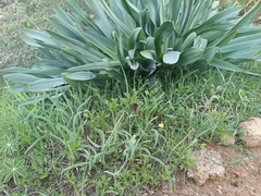 Iris atropurpurea