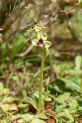 Ophrys bombyliflora