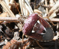 Stagonomus bipunctatus