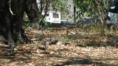 Chlamydera nuchalis