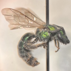 Pseudaugochlora graminea