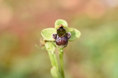 Ophrys bombyliflora