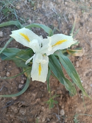 Iris palaestina
