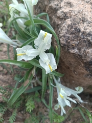 Iris palaestina