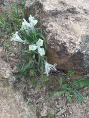 Iris palaestina