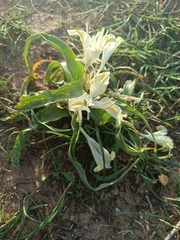 Iris palaestina
