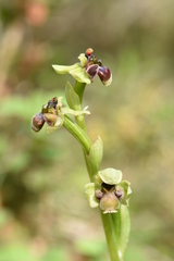 Ophrys bombyliflora