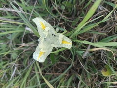Iris palaestina