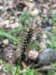 Carex erinacea