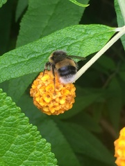 Bombus lucorum