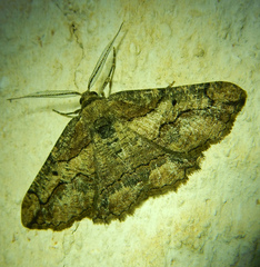 Menophra japygiaria