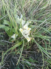 Iris palaestina