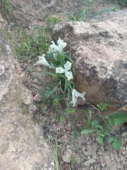 Iris palaestina