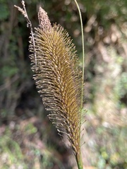 Carex multifaria