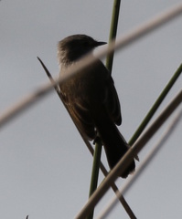 Serpophaga nigricans