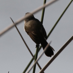 Serpophaga nigricans